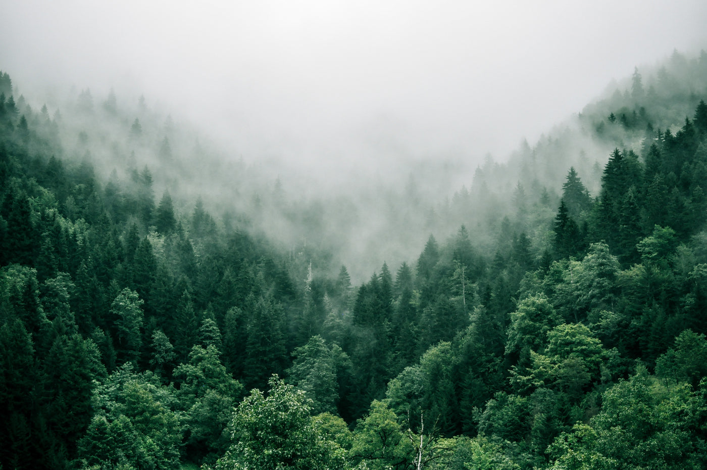 A lush green forest with fog in the distance