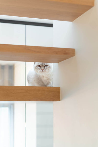 European oak stairsteps with a cat peering through them. 